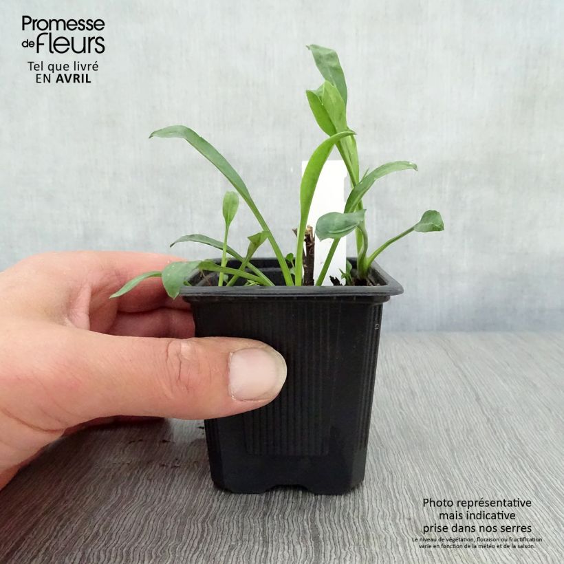 Exemplar von Aster novi-belgii Audrey - Glattblatt-Aster Kleine Töpfe von 8/9 cm wie im Frühjahr geliefert