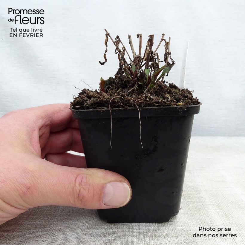 Exemplar von Aster novi-belgii Karmin Kuppel - Glattblatt-Aster Kleine Töpfe von 8/9 cm wie im Winter geliefert