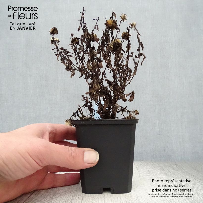 Exemplar von Aster novi-belgii Patricia Ballard - Glattblatt-Aster Kleine Töpfe von 8/9 cm wie im Winter geliefert