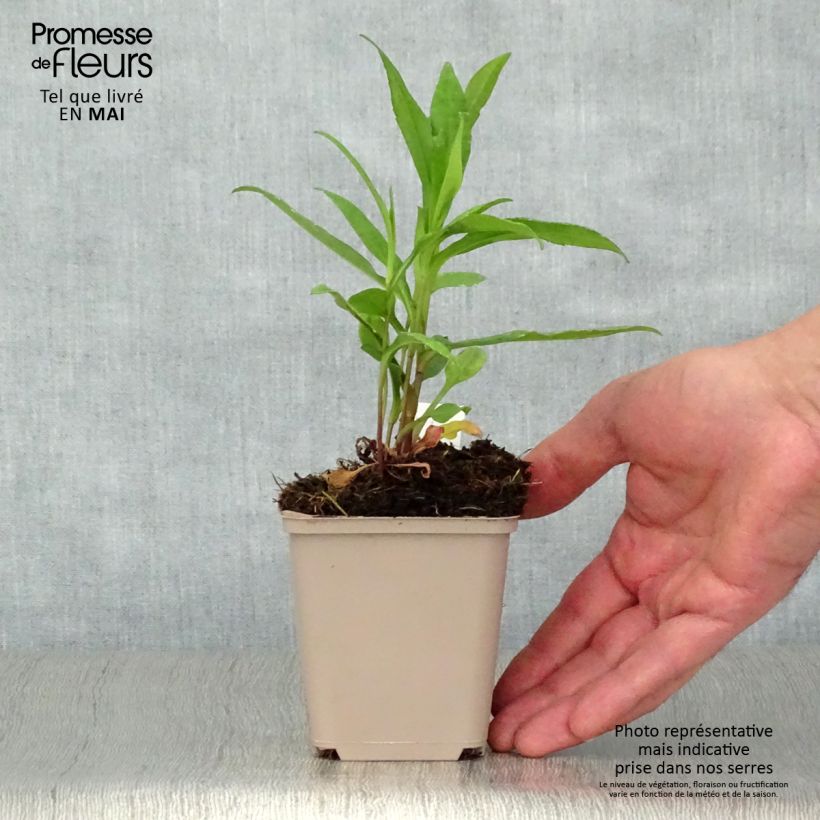 Exemplar von Aster novi-belgii Porzellan - Glattblatt-Aster Kleine Töpfe von 8/9 cm wie im Frühjahr geliefert