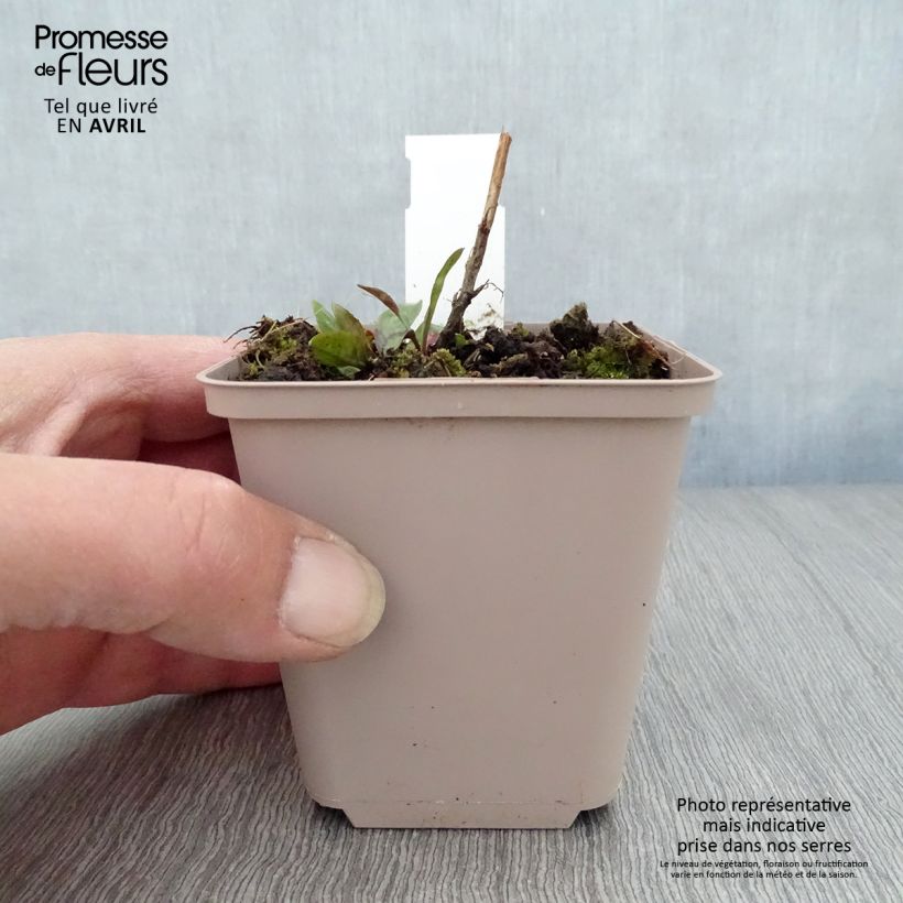 Exemplar von Aster novi-belgii Rosenquarz - Glattblatt-Aster Kleine Töpfe von 8/9 cm wie im Frühjahr geliefert