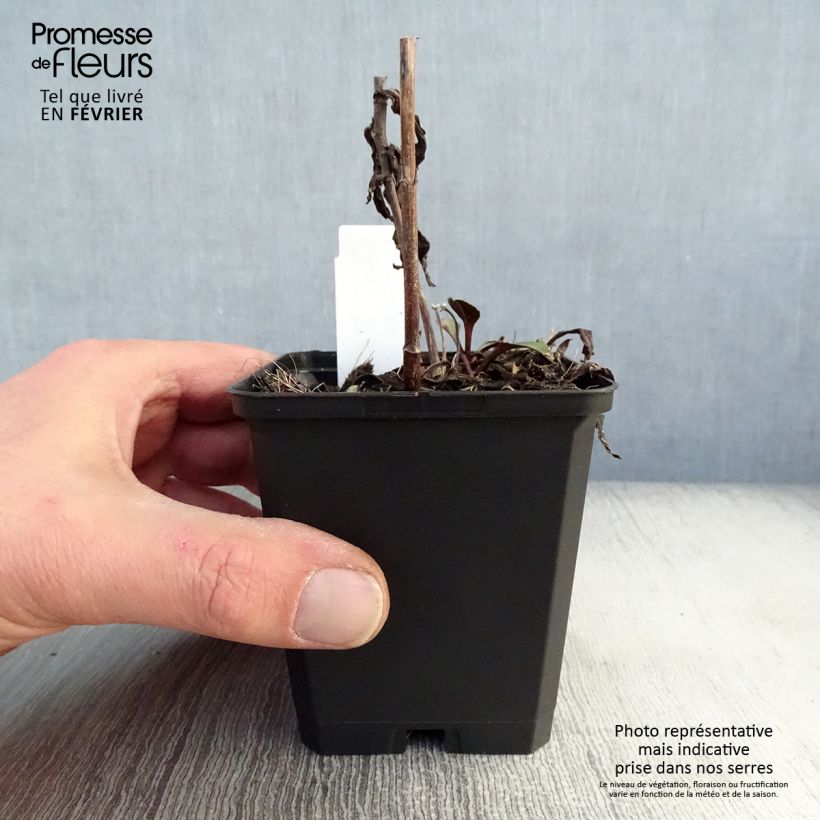 Exemplar von Aster novi-belgii Sarah Ballard - Glattblatt-Aster Kleine Töpfe von 8/9 cm wie im Winter geliefert