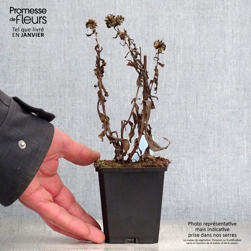 Exemplar von Aster novi-belgii Schone von Dietlikon - Glattblatt-Aster Kleine Töpfe von 8/9 cm wie im Winter geliefert