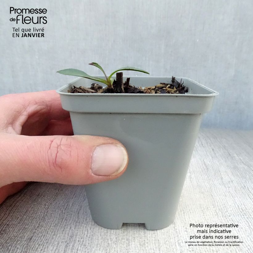 Exemplar von Aster novi-belgii White Lady - Glattblatt-Aster Kleine Töpfe von 8/9 cm wie im Winter geliefert