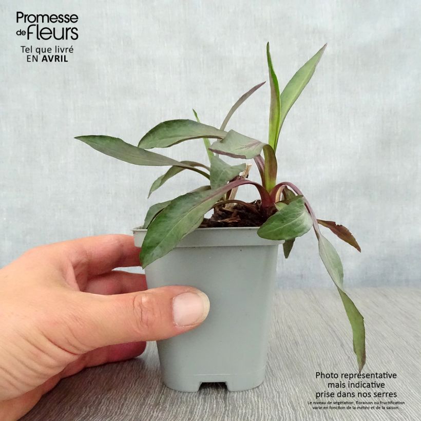 Exemplar von Aster novi-belgii White Lady - Glattblatt-Aster Kleine Töpfe von 8/9 cm wie im Frühjahr geliefert