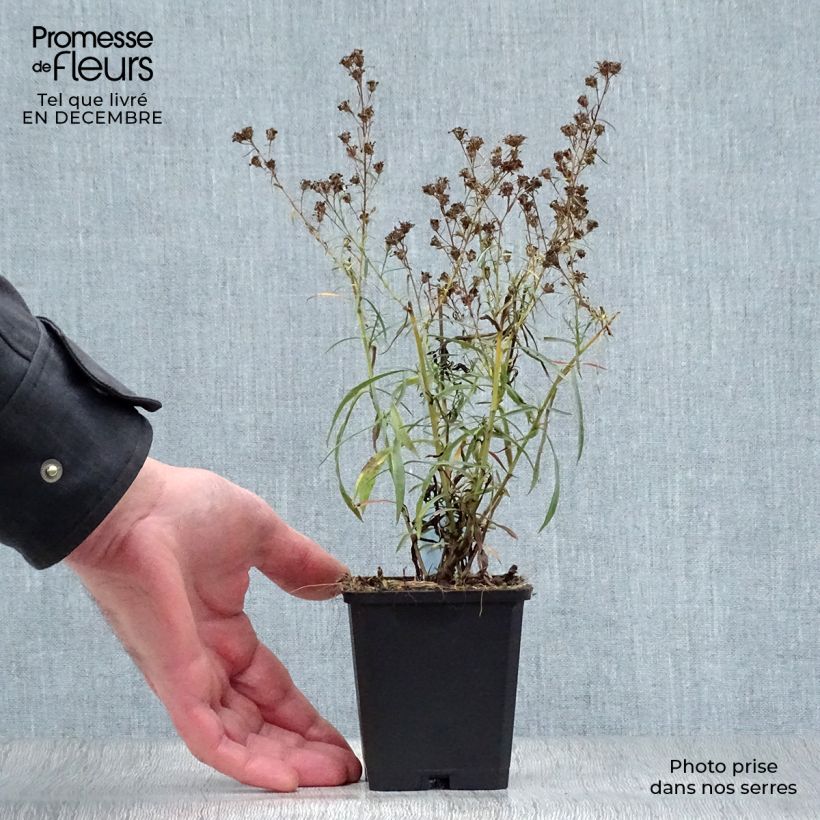 Exemplar von Aster ericoides pringlei Monte Cassino - Myrten Aster Kleine Töpfe von 8/9 cm wie im Winter geliefert