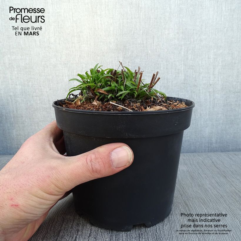 Exemplar von Aster ericoides pringlei Monte Cassino - Myrten Aster Topf mit 2L/3L wie im Winter geliefert