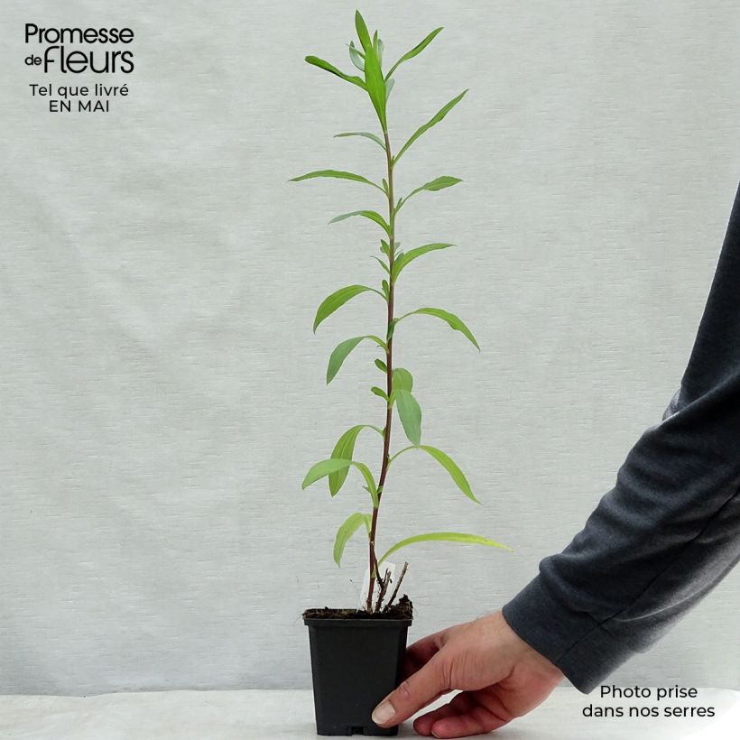 Exemplar von Aster pyrenaeus Lutetia - Pyrenäen-Aster Kleine Töpfe von 8/9 cm wie im Frühjahr geliefert