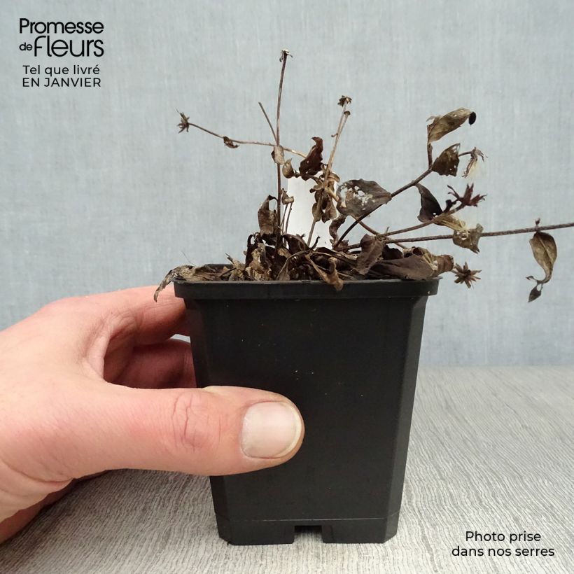 Exemplar von Aster radula August Sky - Raspel-Aster Kleine Töpfe von 8/9 cm wie im Winter geliefert