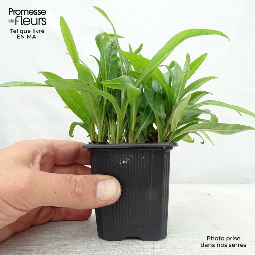 Exemplar von Aster rugulosus Asrugo Kleine Töpfe von 8/9 cm wie im Frühjahr geliefert