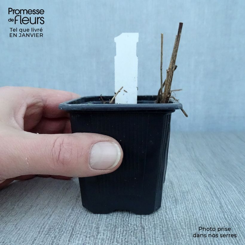 Exemplar von Aster rugulosus Asrugo Kleine Töpfe von 8/9 cm wie im Winter geliefert