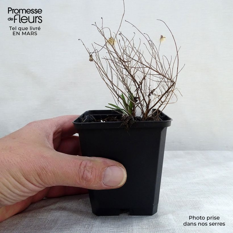 Exemplar von Aster sedifolius Nanus - Ödland-Aster Kleine Töpfe von 8/9 cm wie im Frühjahr geliefert