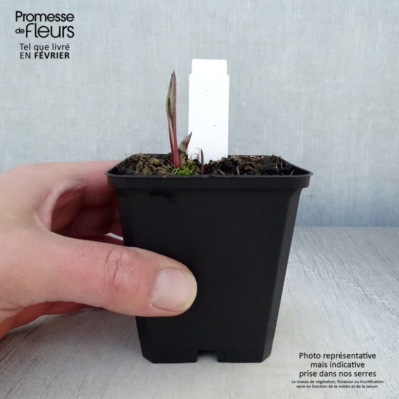 Exemplar von Aster tataricus Jindai Kleine Töpfe von 8/9 cm wie im Winter geliefert