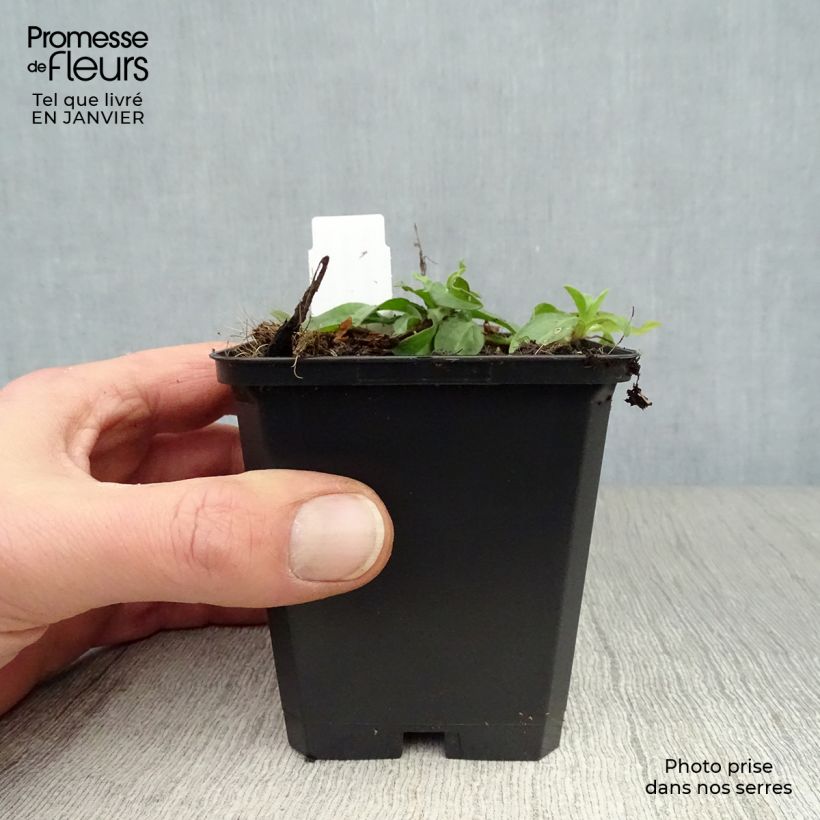 Exemplar von Aster tongolensis Berggarten - Frühlings-Aster Kleine Töpfe von 8/9 cm wie im Winter geliefert