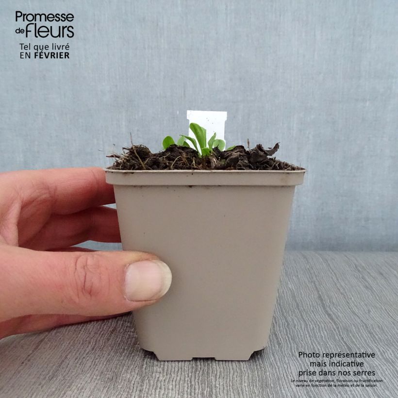 Exemplar von Aster tongolensis Wartburgstern - Frühlings-Aster Kleine Töpfe von 8/9 cm wie im Winter geliefert