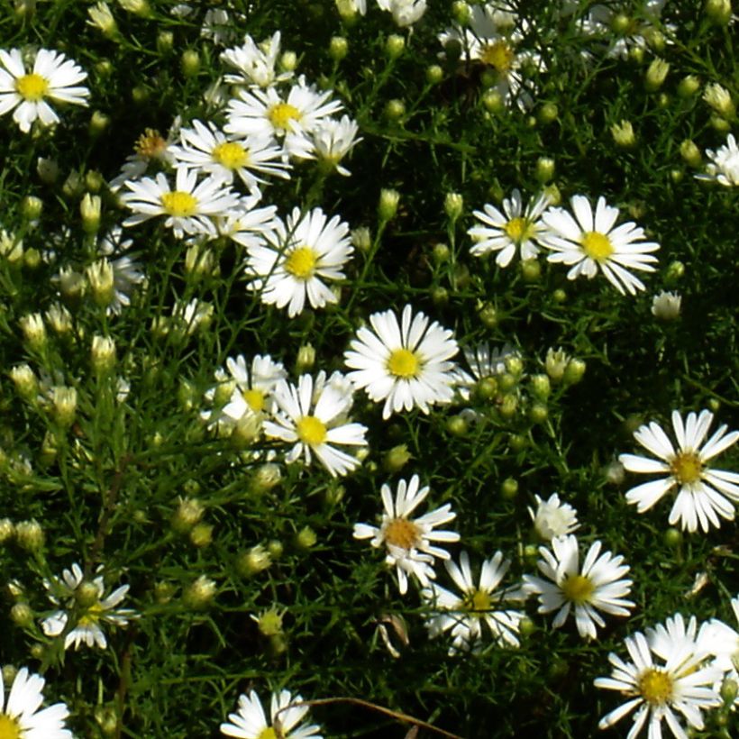Aster tradescantii - Kleinblütige Aster (Blüte)