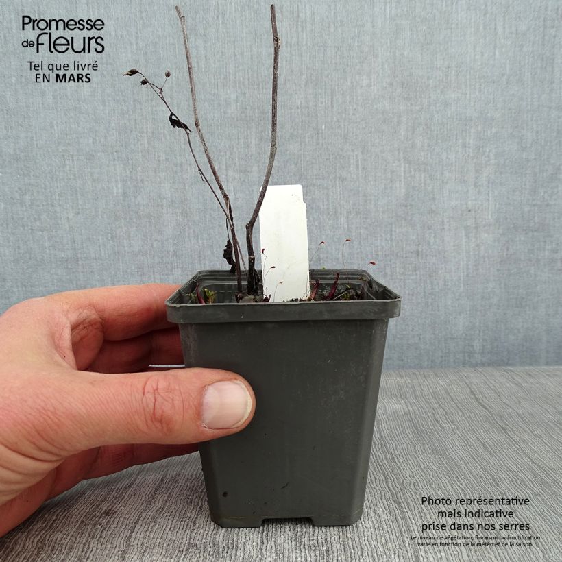 Exemplar von Aster tradescantii - Kleinblütige Aster Kleine Töpfe von 8/9 cm wie im Winter geliefert