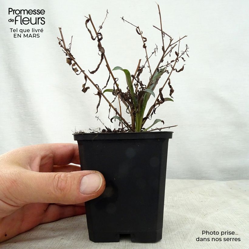 Exemplar von Aster turbinellus - Prärie-Aster Kleine Töpfe von 8/9 cm wie im Frühjahr geliefert