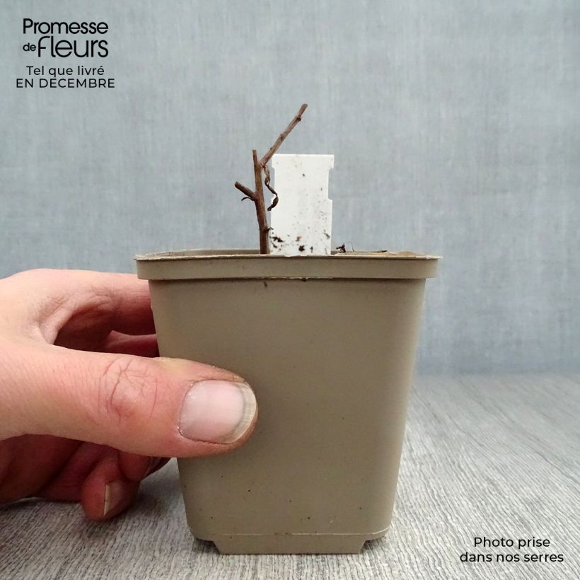 Exemplar von Aster turbinellus - Prärie-Aster Kleine Töpfe von 8/9 cm wie im Winter geliefert