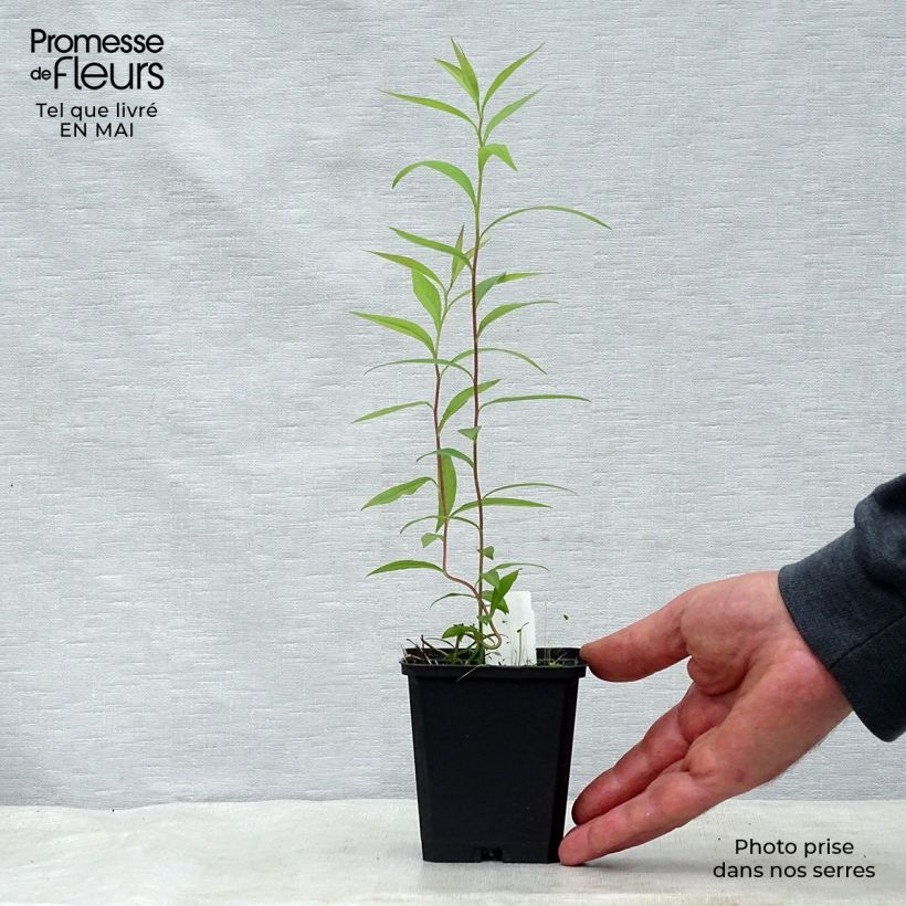 Exemplar von Aster umbellatus Weisser Schirm - Doldige Aster Kleine Töpfe von 8/9 cm wie im Frühjahr geliefert