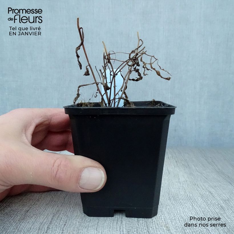 Exemplar von Aster umbellatus Weisser Schirm - Doldige Aster Kleine Töpfe von 8/9 cm wie im Winter geliefert