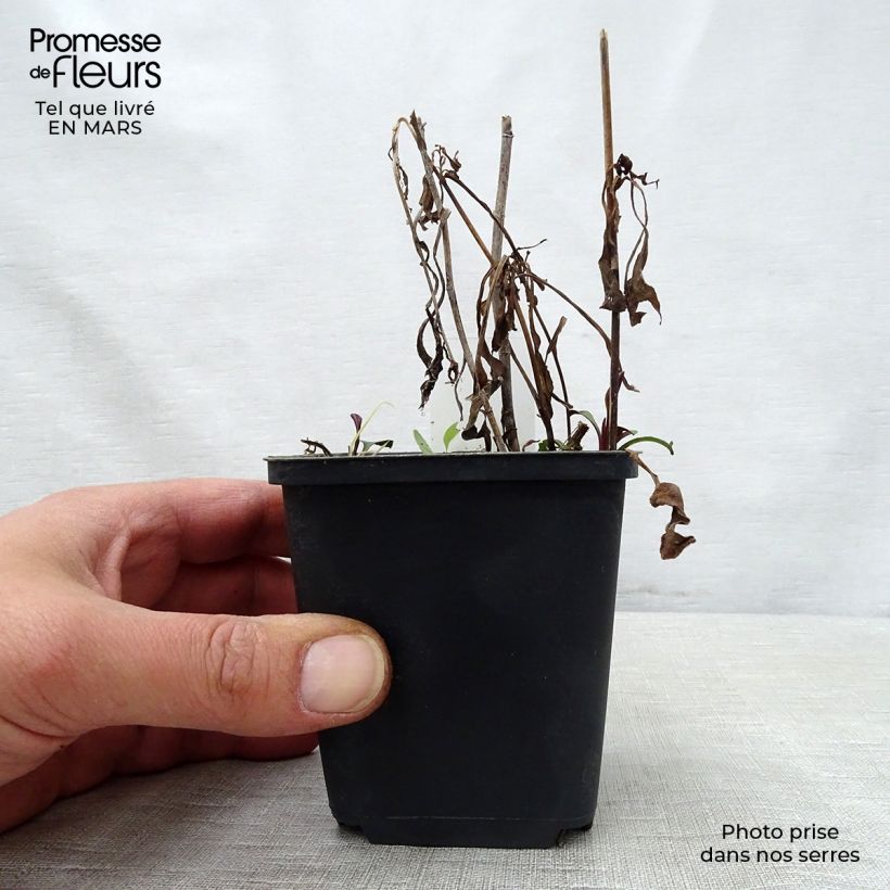 Exemplar von Aster versicolor Altweibersommer - Gescheckte Aster Kleine Töpfe von 8/9 cm wie im Frühjahr geliefert