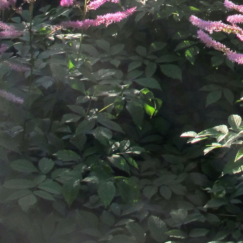 Astilbe Astilbe Amerika - Prachtspiere (Laub)