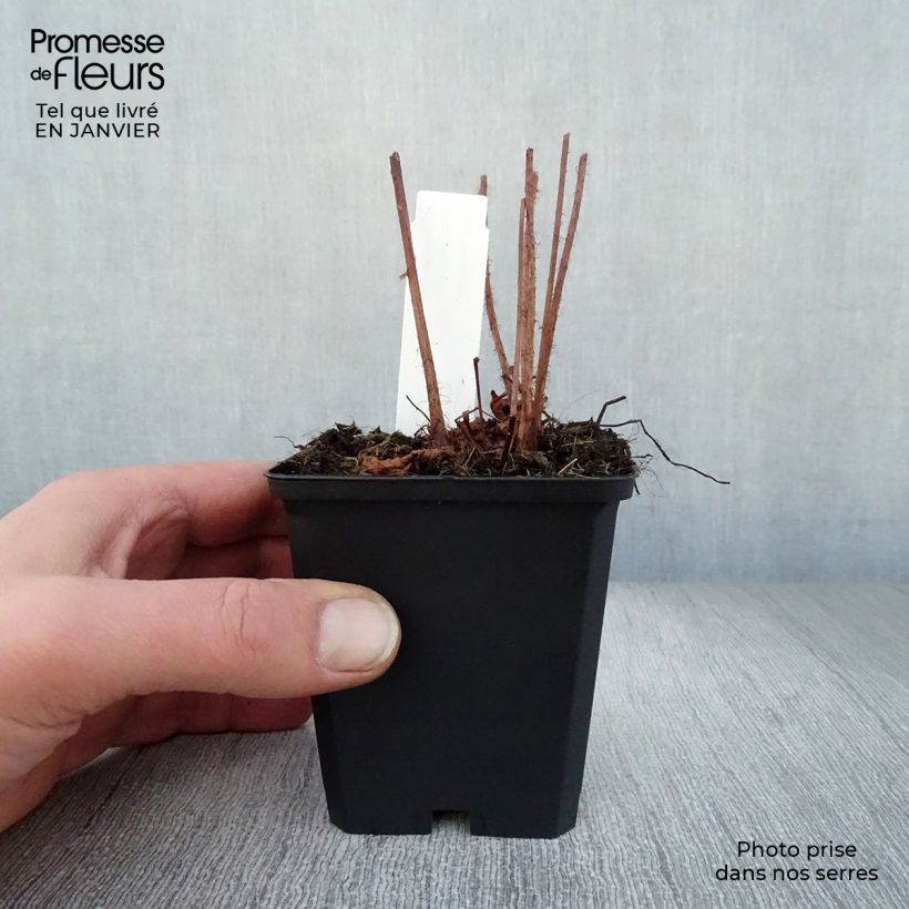 Exemplar von Astilbe chinensis Purpurkerze - Prachtspiere Kleine Töpfe von 8/9 cm wie im Winter geliefert