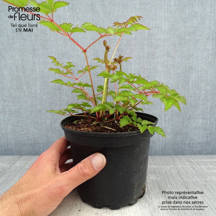 Exemplar von Astilbe chinensis Purpurkerze - Prachtspiere Topf mit 2L/3L wie im Frühjahr geliefert