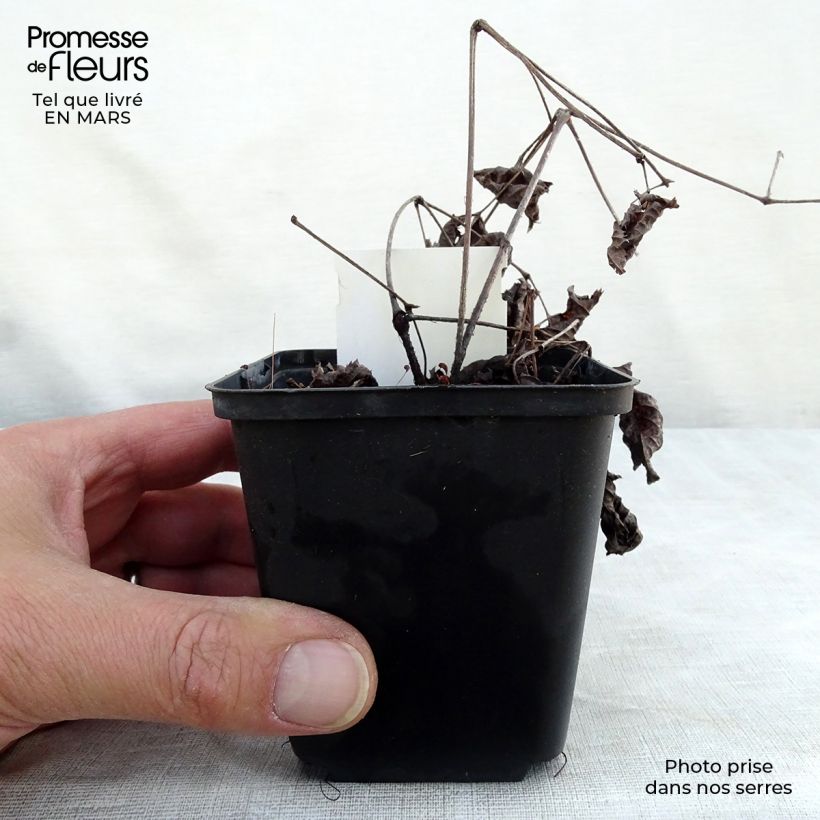 Exemplar von Astilbe Chocolate Shogun - Prachtspiere Kleine Töpfe von 8/9 cm wie im Frühjahr geliefert