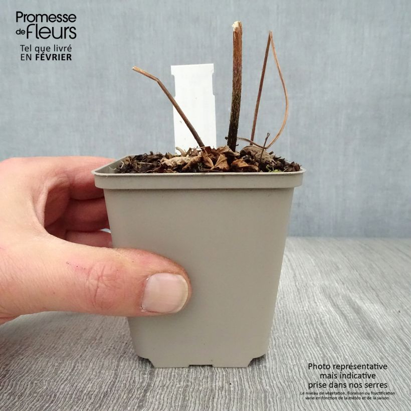 Exemplar von Astilbe thunbergii Professor van der Wielen - Prachtspiere Kleine Töpfe von 8/9 cm wie im Winter geliefert