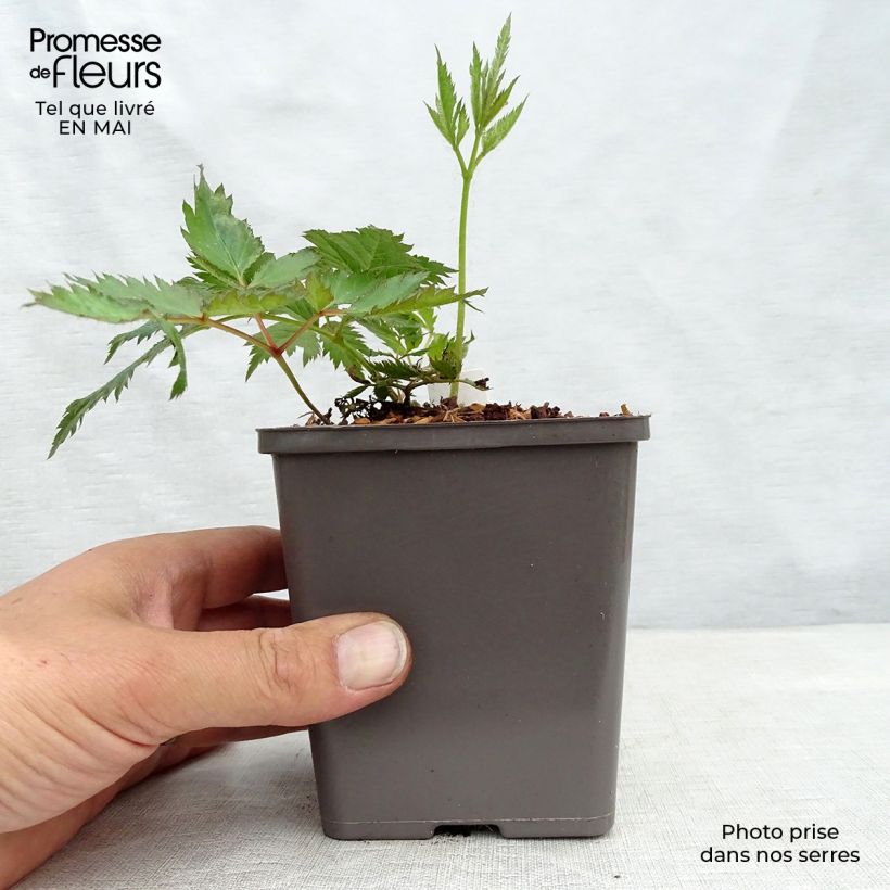 Exemplar von Astilbe chinensis Vision in Pink - Prachtspiere Kleine Töpfe von 8/9 cm wie im Frühjahr geliefert