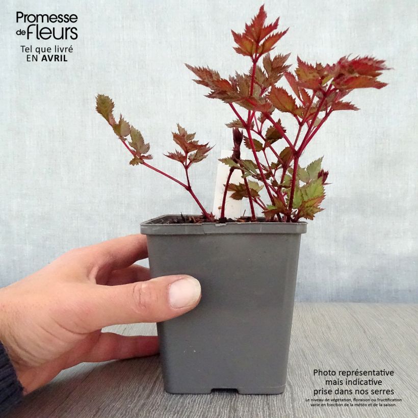 Exemplar von Astilbe chinensis Vision in Red - Prachtspiere Kleine Töpfe von 8/9 cm wie im Frühjahr geliefert