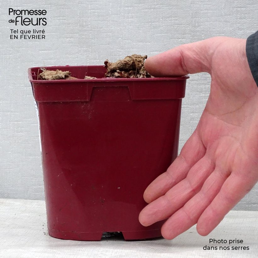 Exemplar von Astilbe chinensis Vision in Red - Prachtspiere Topf mit 2L/3L wie im Winter geliefert