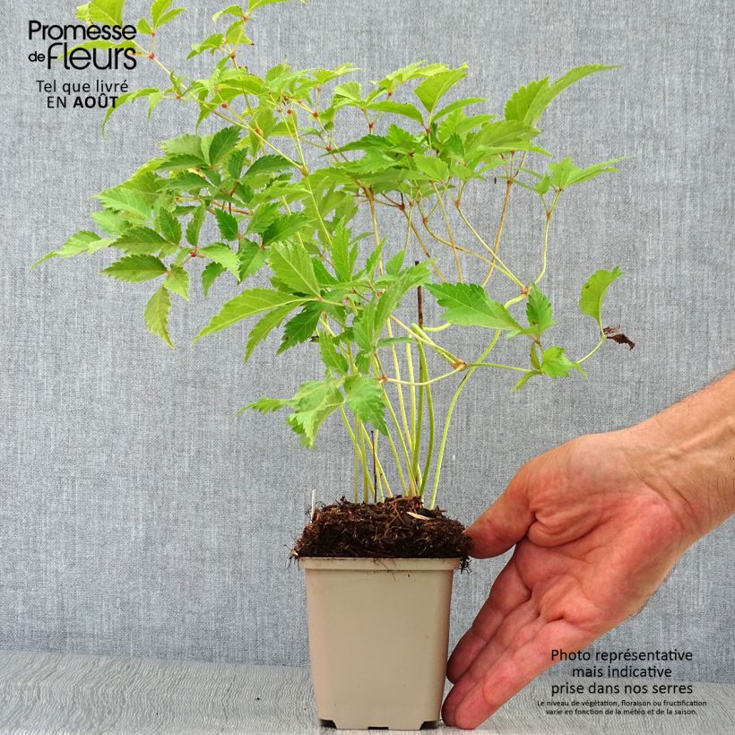 Exemplar von Astilbe japonica Washington - Prachtspiere Kleine Töpfe von 8/9 cm wie im Sommer geliefert