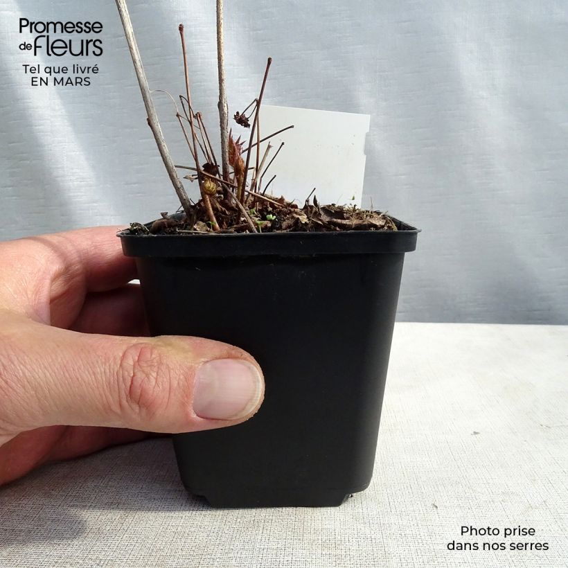 Exemplar von Astilbe japonica Washington - Prachtspiere Kleine Töpfe von 8/9 cm wie im Winter geliefert