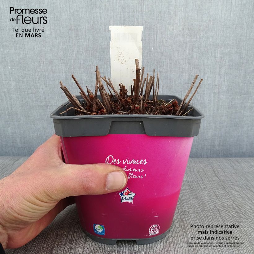 Exemplar von Astilbe Younique Silvery Pink - Prachtspiere Topf mit 2L/3L wie im Winter geliefert