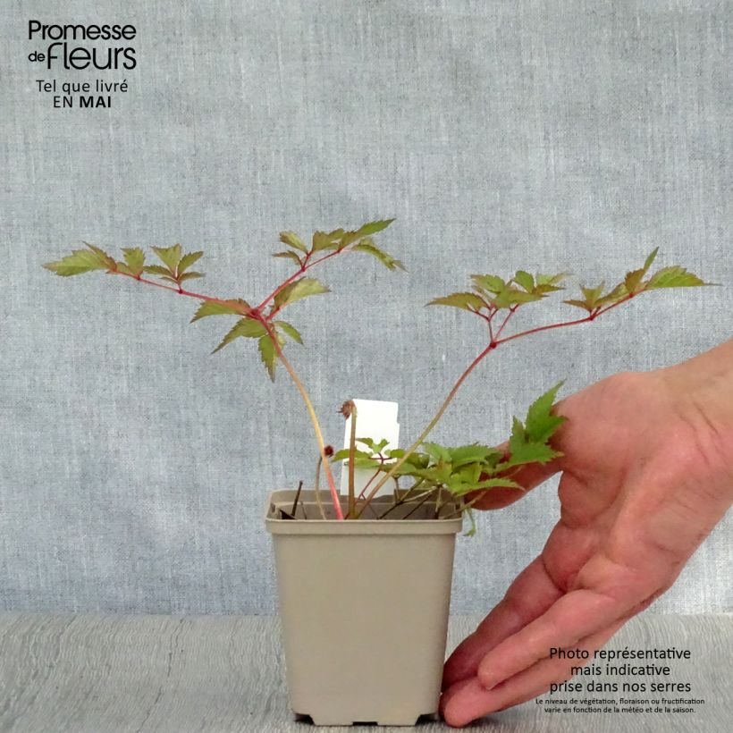 Exemplar von Astilbe arendsii Amethyst - Prachtspiere Kleine Töpfe von 8/9 cm wie im Frühjahr geliefert