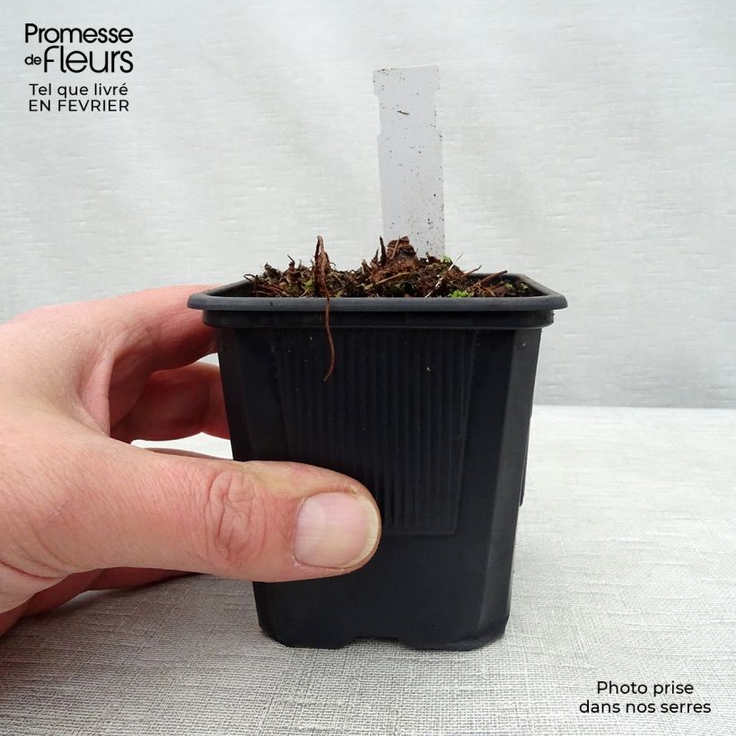 Exemplar von Astilbe arendsii Anita Pfeiffer - Prachtspiere Kleine Töpfe von 8/9 cm wie im Winter geliefert