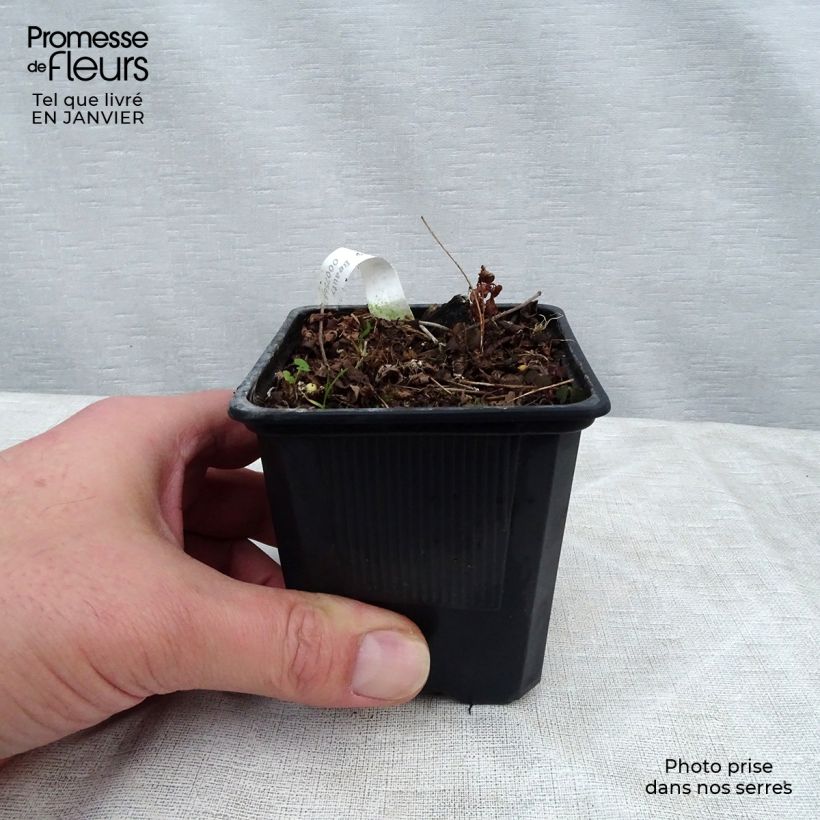 Exemplar von Astilbe arendsii Bressingham Beauty - Prachtspiere Kleine Töpfe von 8/9 cm wie im Winter geliefert