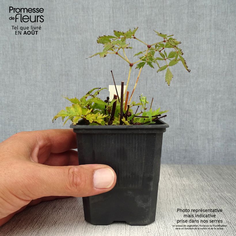 Exemplar von Astilbe arendsii Bressingham Beauty - Prachtspiere Kleine Töpfe von 8/9 cm wie im Sommer geliefert