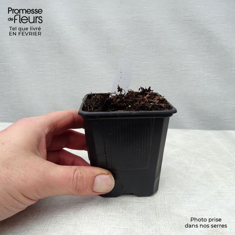 Exemplar von Astilbe arendsii Bumalda - Prachtspiere Kleine Töpfe von 8/9 cm wie im Winter geliefert