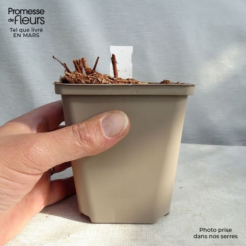 Exemplar von Astilbe arendsii Colour Flash - Prachtspiere Kleine Töpfe von 8/9 cm wie im Winter geliefert