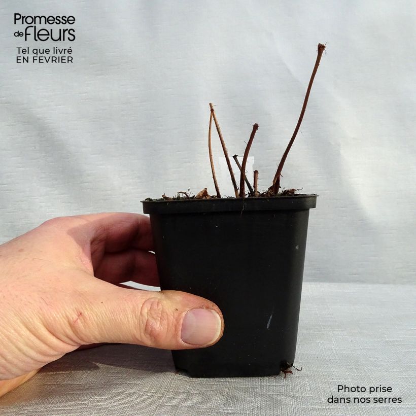 Exemplar von Astilbe arendsii Diamant - Prachtspiere Kleine Töpfe von 8/9 cm wie im Winter geliefert