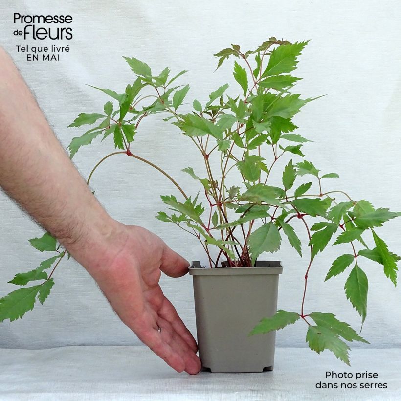 Exemplar von Astilbe arendsii Diamant - Prachtspiere Kleine Töpfe von 8/9 cm wie im Frühjahr geliefert