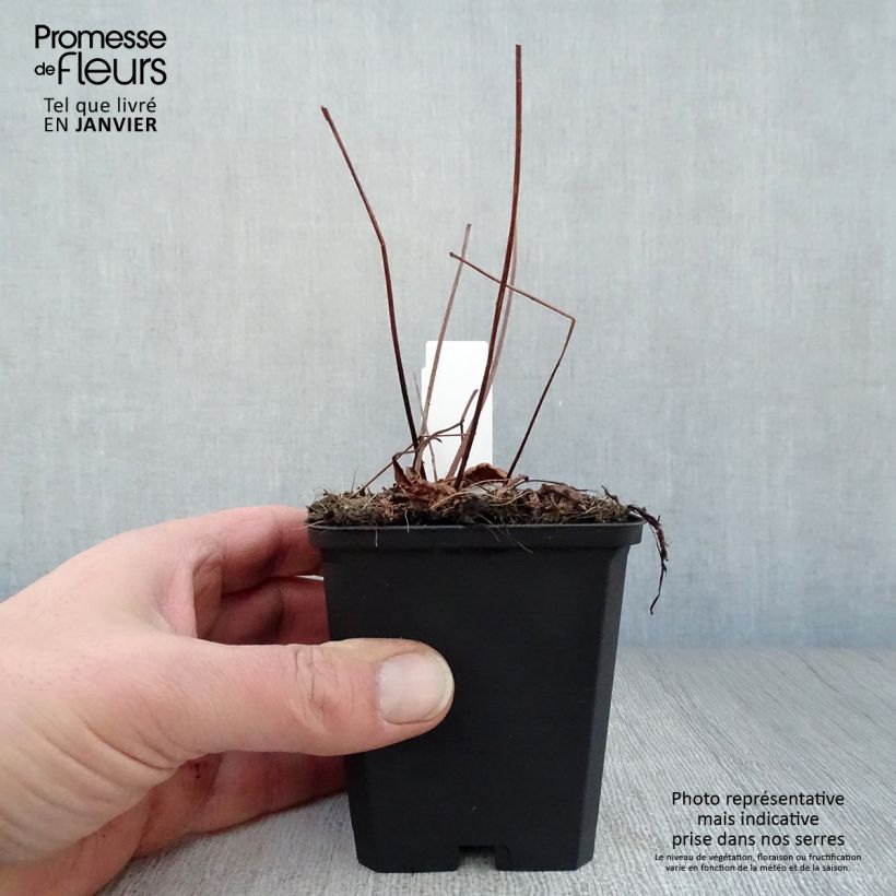 Exemplar von Astilbe arendsii Erika - Prachtspiere Kleine Töpfe von 8/9 cm wie im Winter geliefert