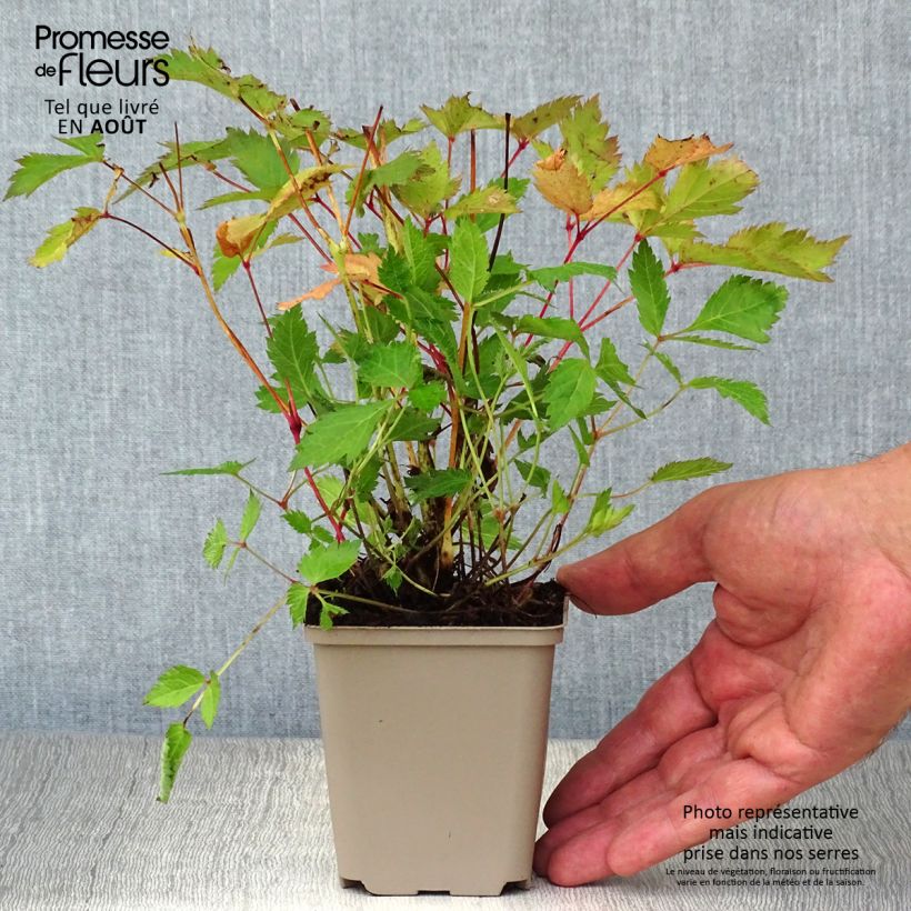 Exemplar von Astilbe chinensis Veronica Klose - Prachtspiere Kleine Töpfe von 8/9 cm wie im Sommer geliefert