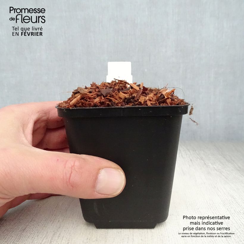 Exemplar von Astilbe chinensis Veronica Klose - Prachtspiere Kleine Töpfe von 8/9 cm wie im Winter geliefert