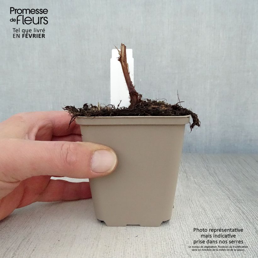 Exemplar von Astilbe chinensis Visions - Prachtspiere Kleine Töpfe von 8/9 cm wie im Winter geliefert