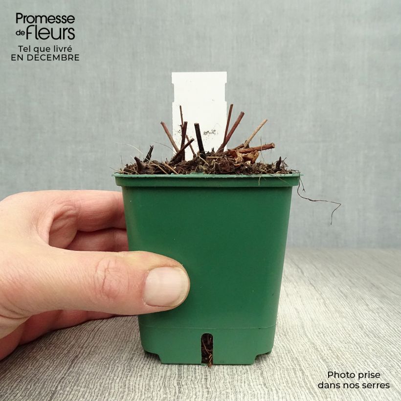 Exemplar von Astilbe chinensis var. taquetii Superba - Prachtspiere Kleine Töpfe von 8/9 cm wie im Winter geliefert